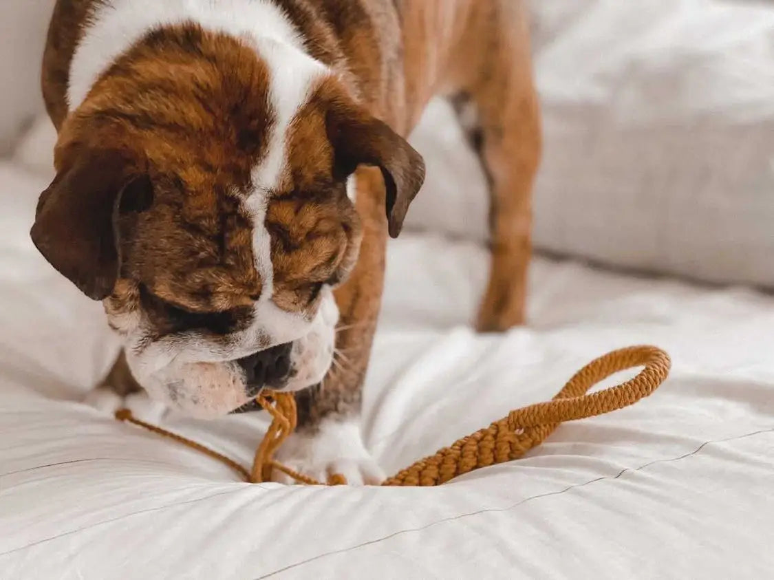 Macrame Rope Dog Tug Toy - Mustard